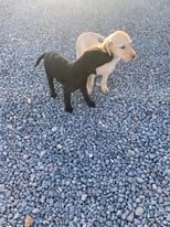 Labrador Puppies 