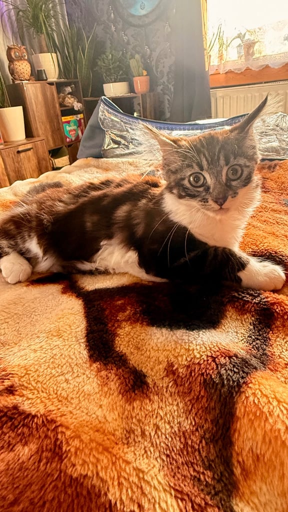 Kittygirl looking for home