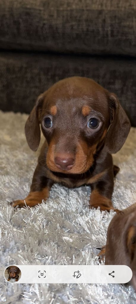 image for TRUE. MINIATURE DACHSUNDS HEREDITARY PRA CLEAR 