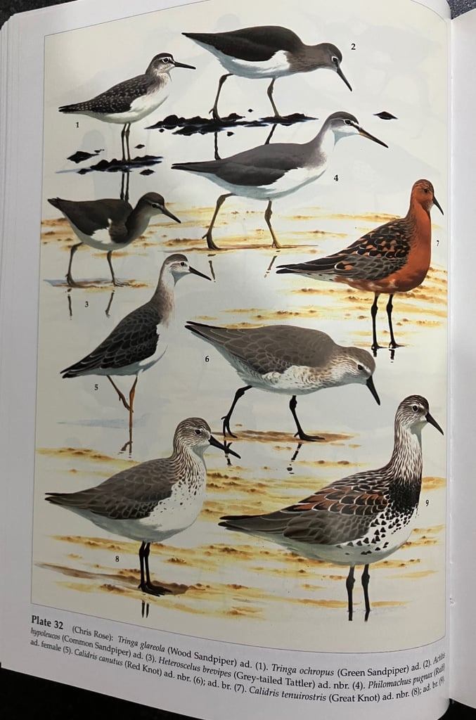 The Birds of the THAI-MALAY PENINSULA by  David R Wells, Vol one Non-passerines