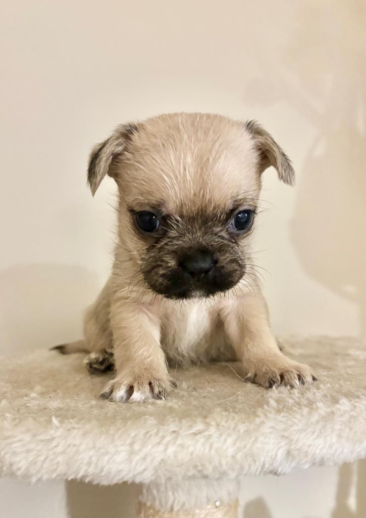  2 gorgeous puppies ready to leave 