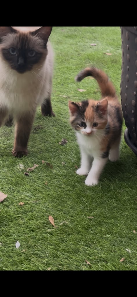 Adorable Half Ragdoll Female Kitten for Sale  9 Weeks Old