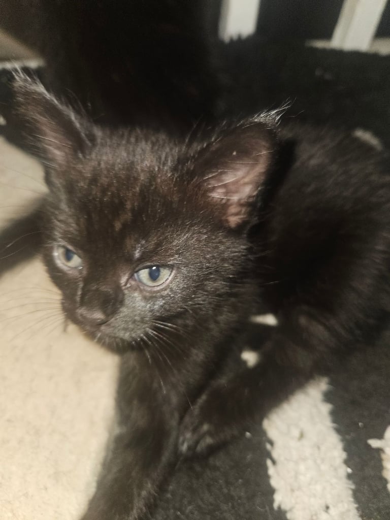 Black kittens for sale 