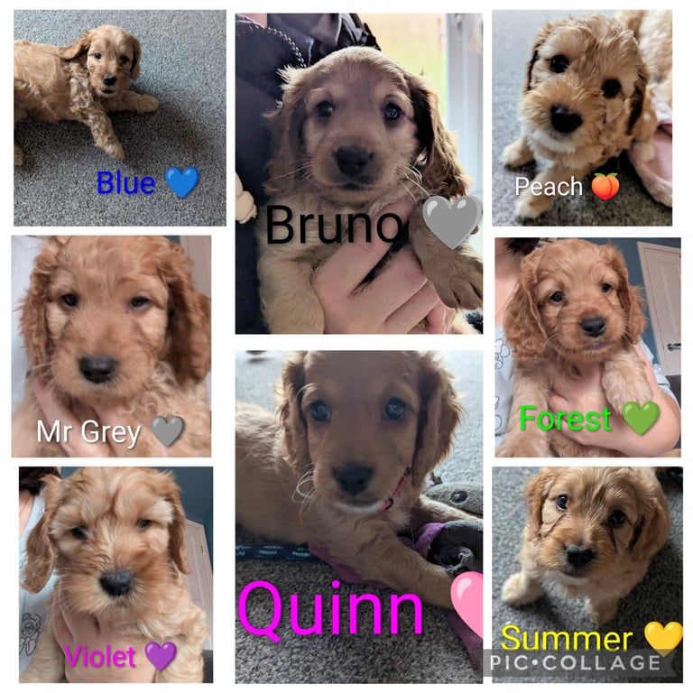 🐶 8 Gorgeous F2 Cockapoo Puppies – Ready Soon! 🏡