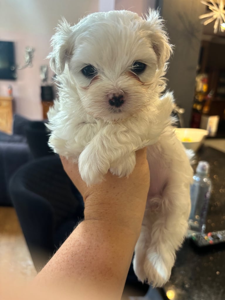 Adorable Maltese terrier puppies 
