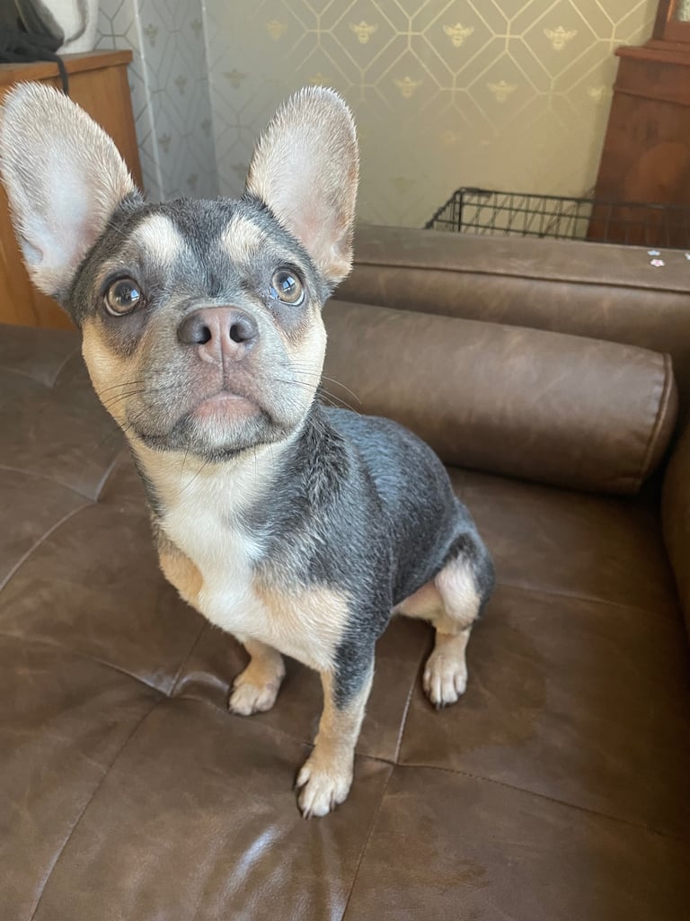 French bulldog 