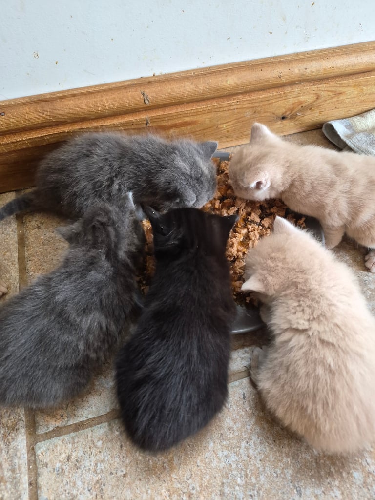 Gorgeous kittens for forever homes