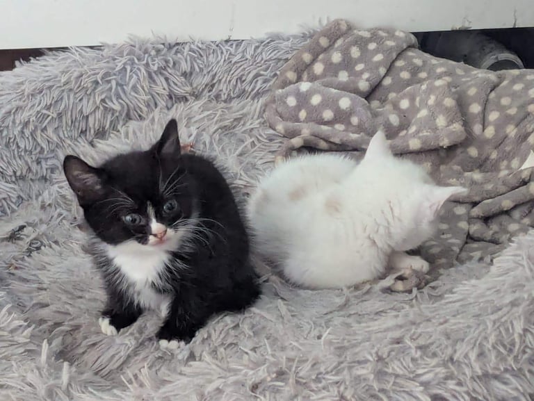 image for 3 Kittens for sale £50 each
