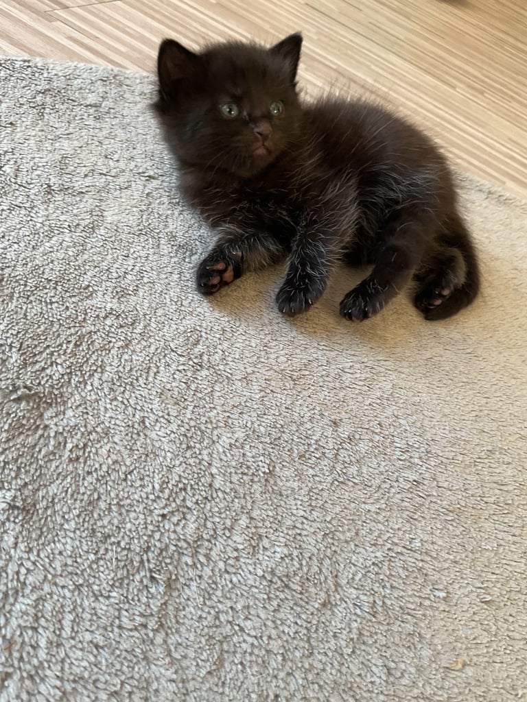 2 beautiful female kittens for sale 
