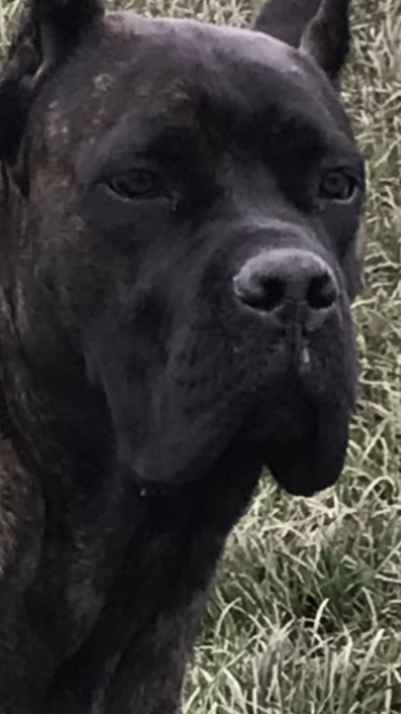 CANE CORSO !! THE 1 & ONLY UK LITTER,DYRIUM  BLOODLINES 