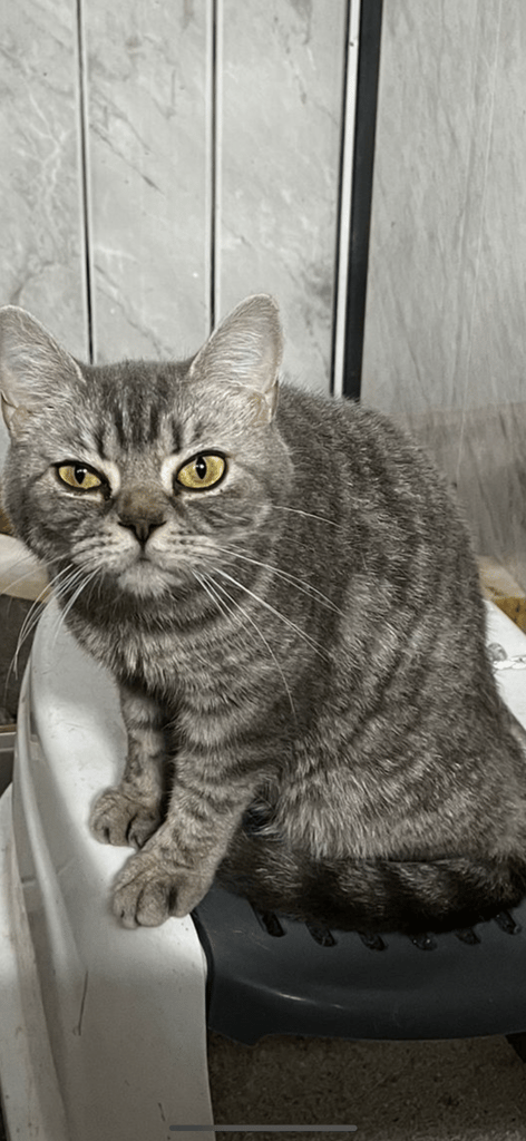 image for British shorthair gccf active female 