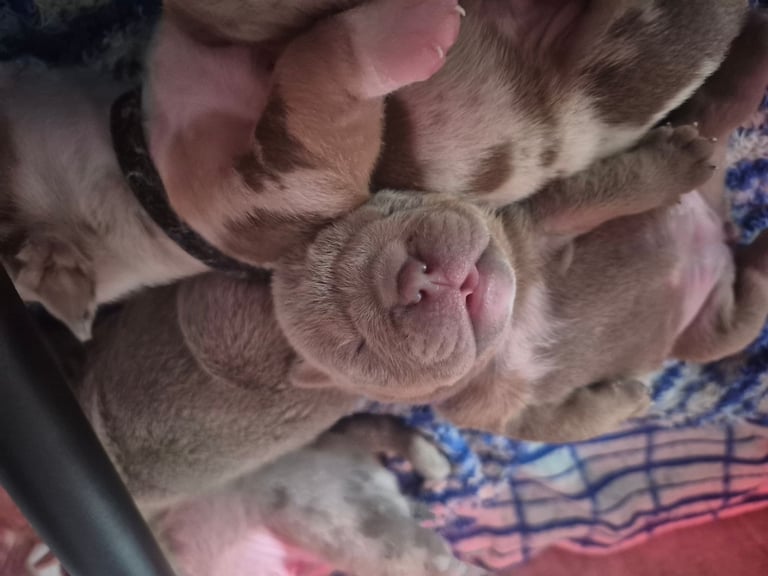 Beautiful Rainbow Litter Of New English Bulldog 