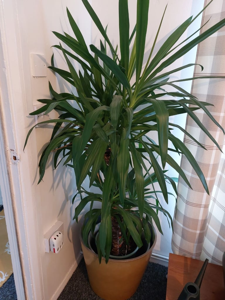 Large plant and 3 beautiful yellow plant pops 