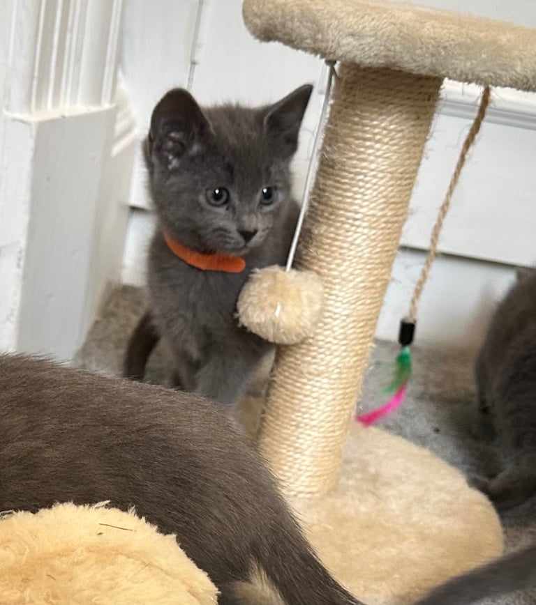 Russian Blue Kittens 