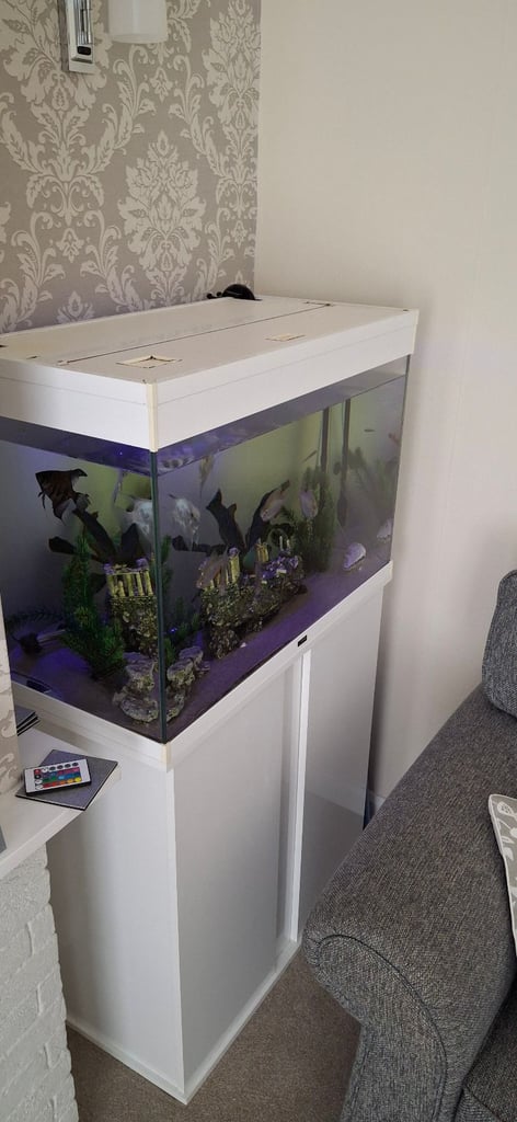 Aquarium with fish