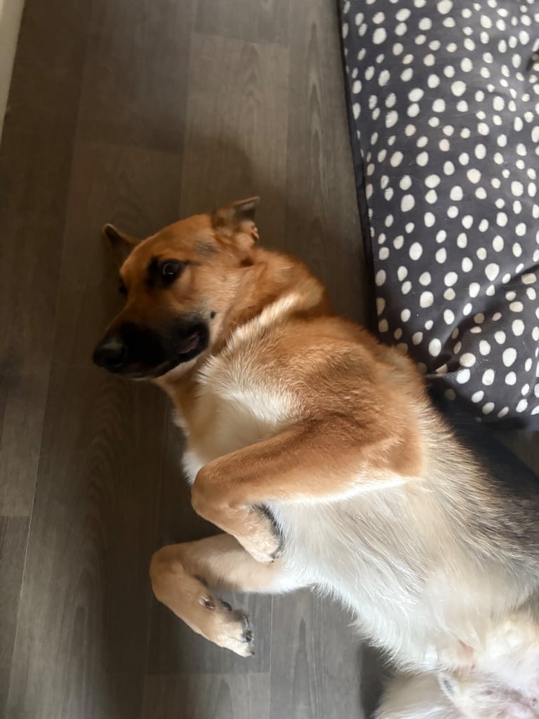 German shepherd male