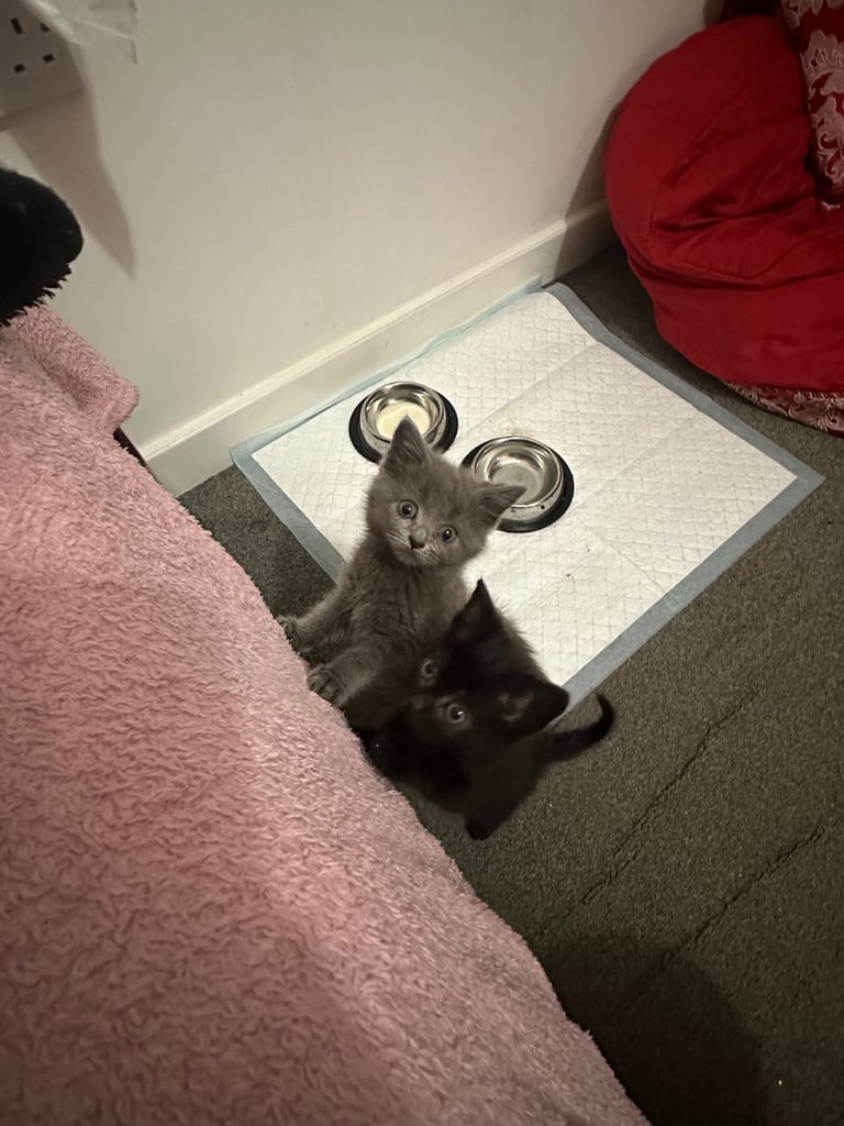 image for Gorgeous baby kittens for sale 