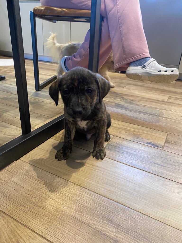 Staffordshire bull terrier x lab pups