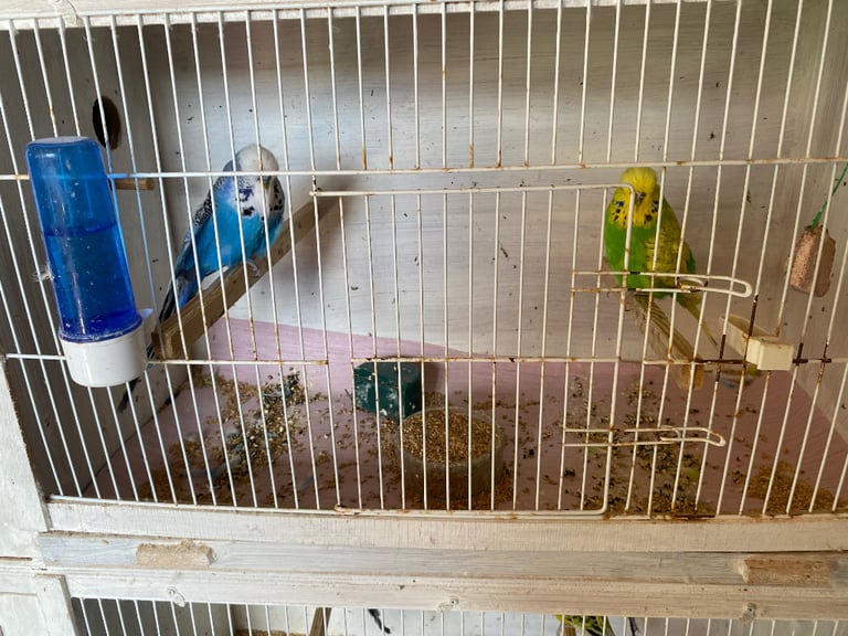Budgies and breeding cages 