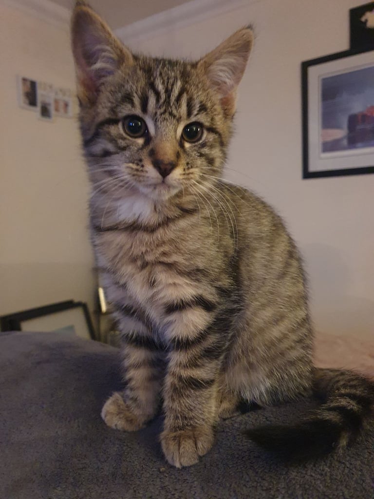 Gorgeous Girl kitten