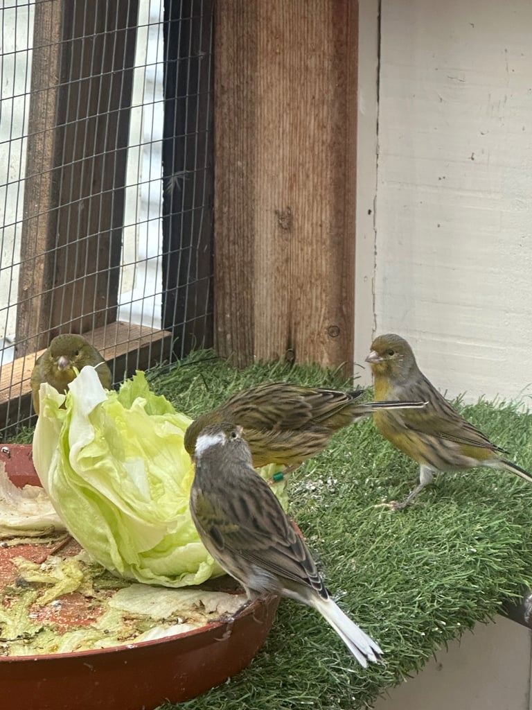 Canary’s for sale