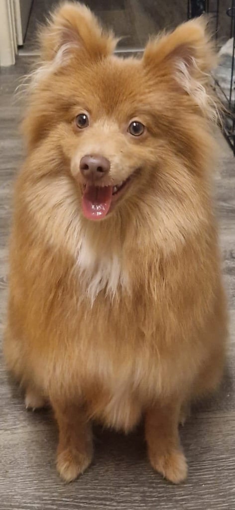 Pomeranian german spitz 8 months old