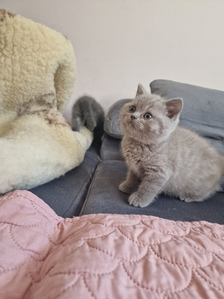 British shorthair kittens 