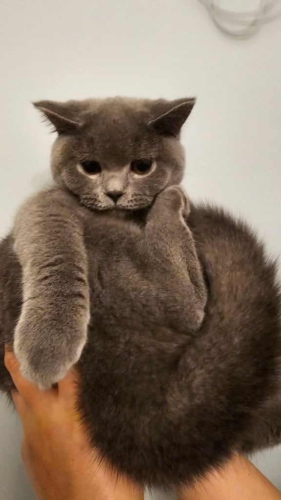🐾 British Shorthair Kittens - Gentle, Gorgeous, and Ready for Their Forever Homes! 🐾