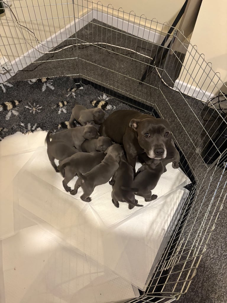 KC Registered Blue Staffordshire Bull Terrier