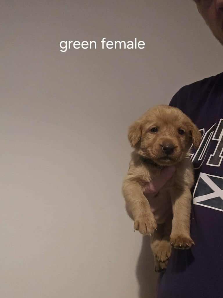 Kc fox red labrador puppies