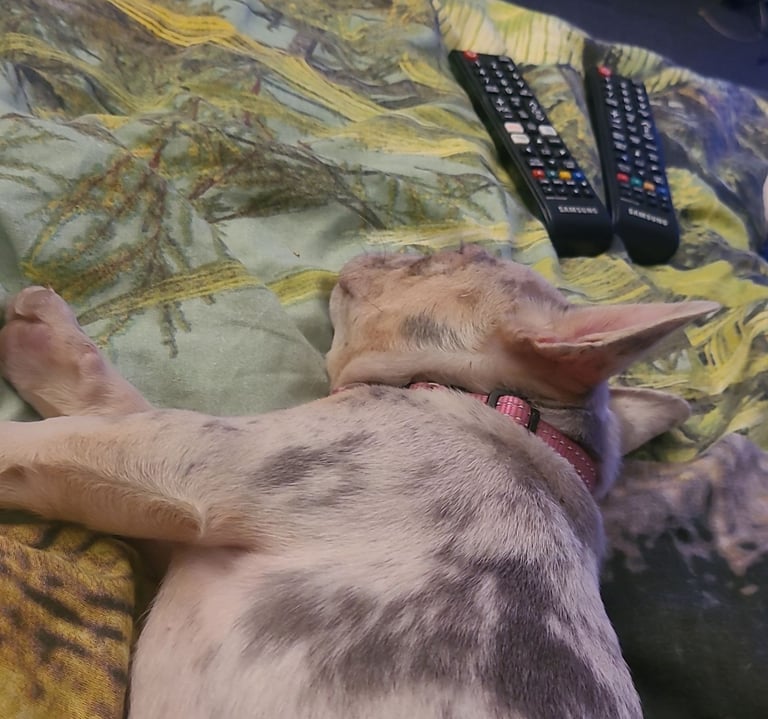 French Bulldog female 3 months