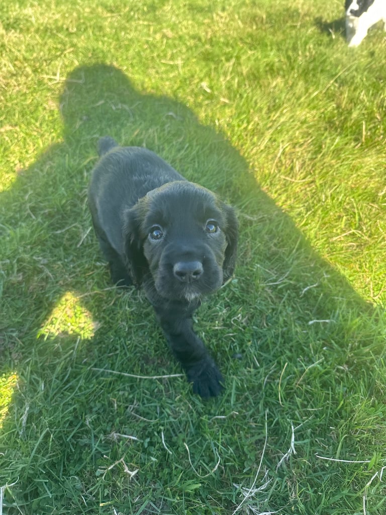 image for Cocker spaniel pups 