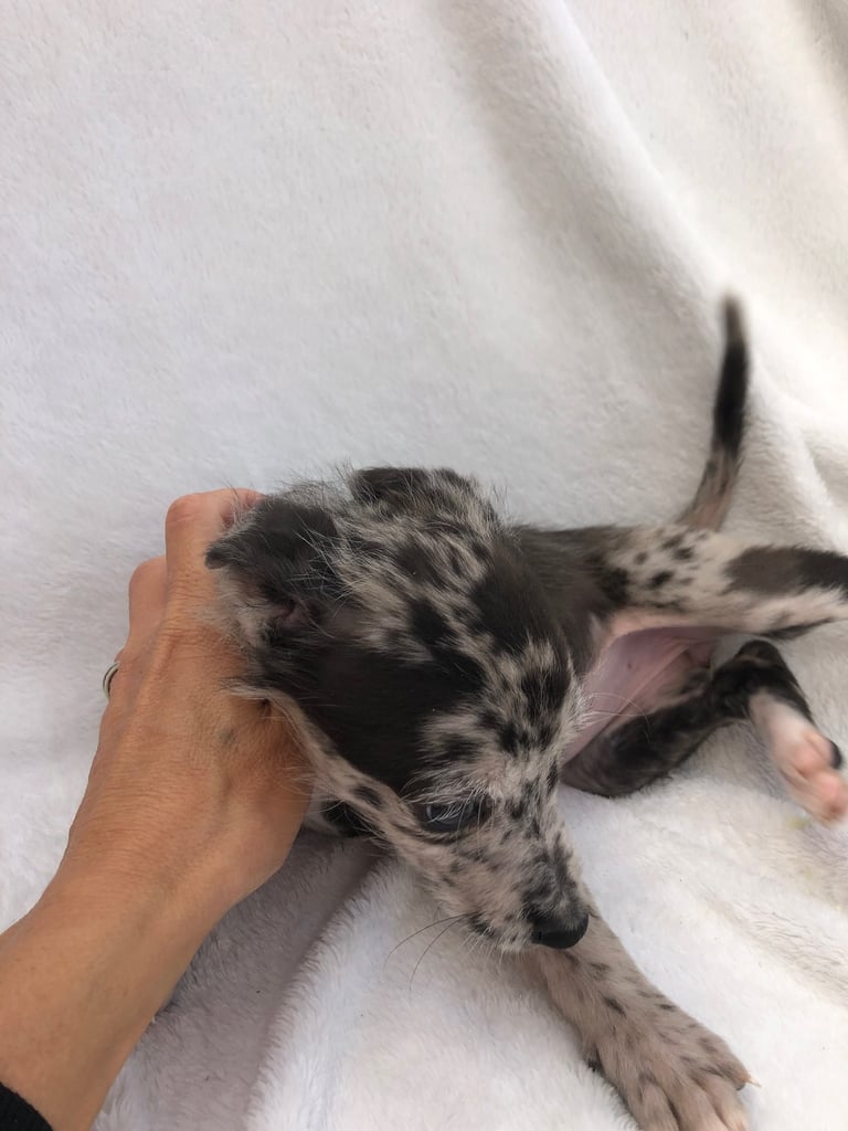 BEDDIPOO pups bedlington X toy poodle  
