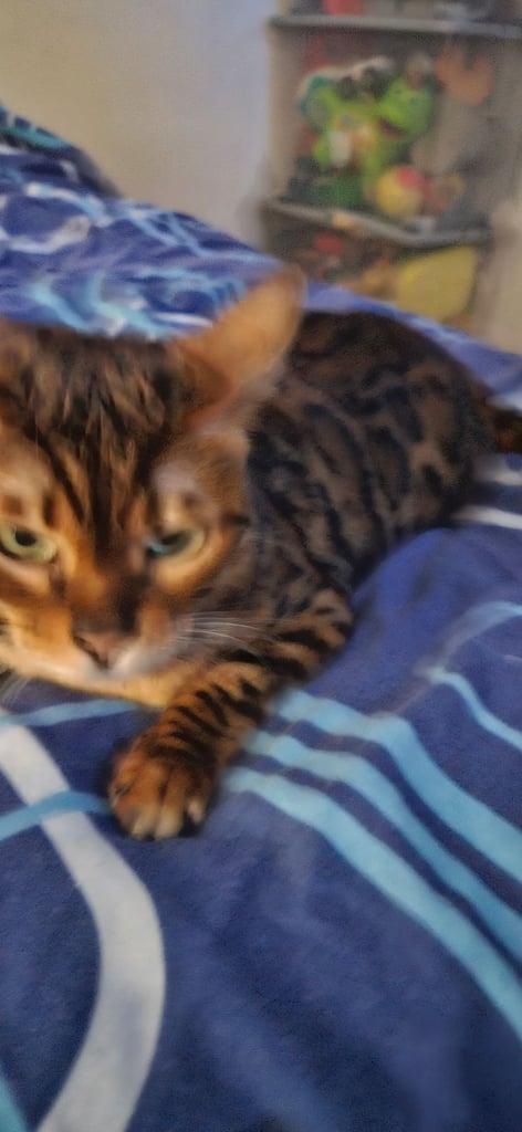 Female bengal 