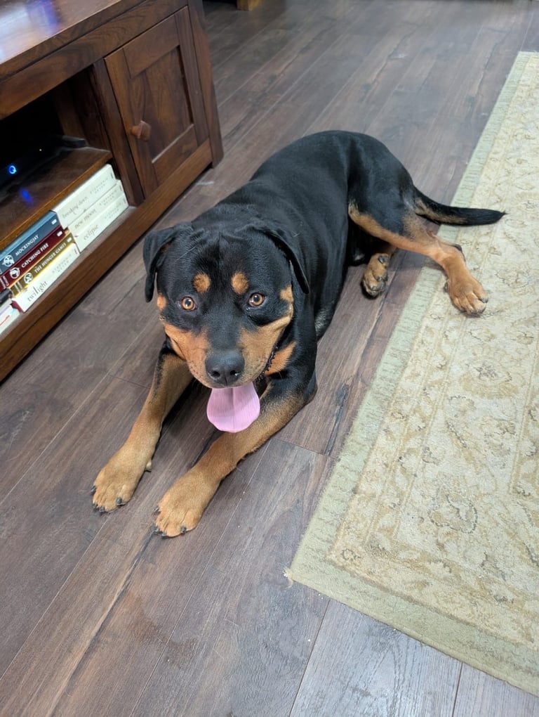 Bruno. Stunning 1yr 8months Rottweiler boy
