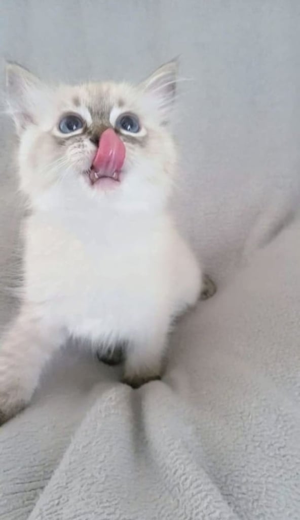 **LAST MALE LEFT** Gorgeous Ragdoll kittens ready to leave. Both parents Pedigrees