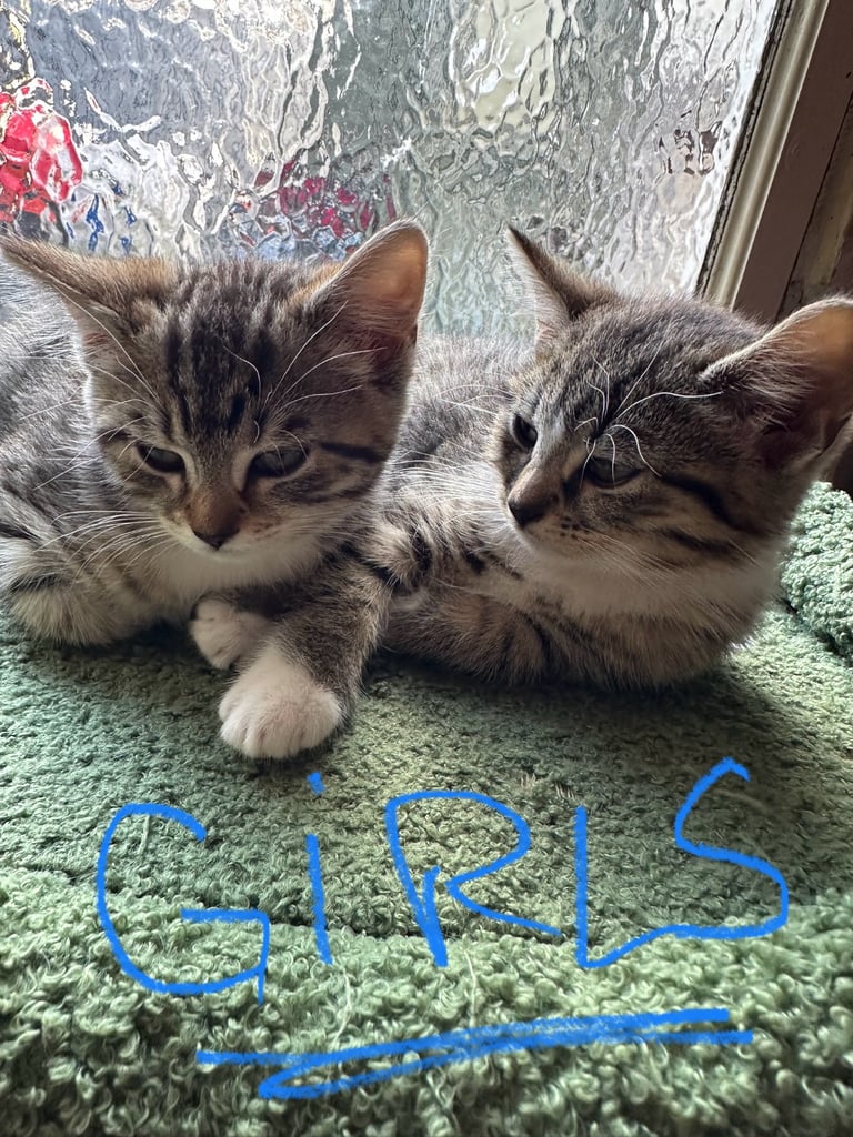 image for Lovely tabby Kittens