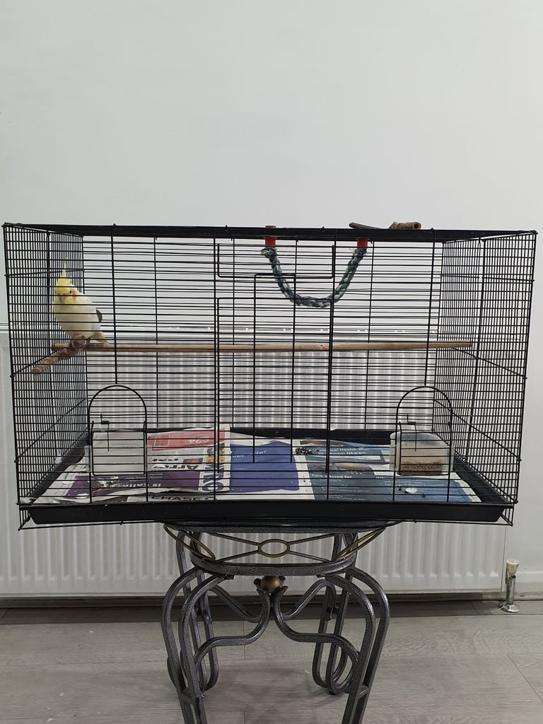 Female Cockatiel - Hand Tamed 