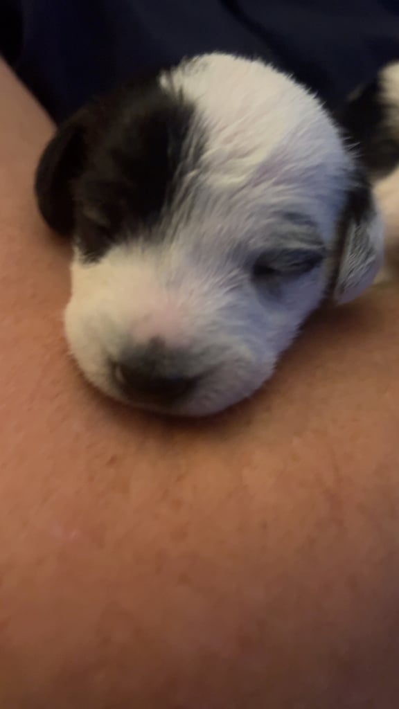 Beautiful Jackapoo Puppies 