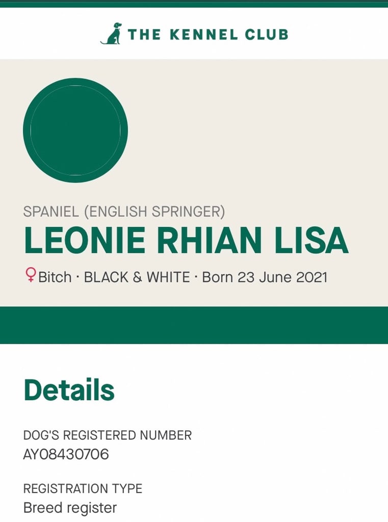 English Springer Spaniels