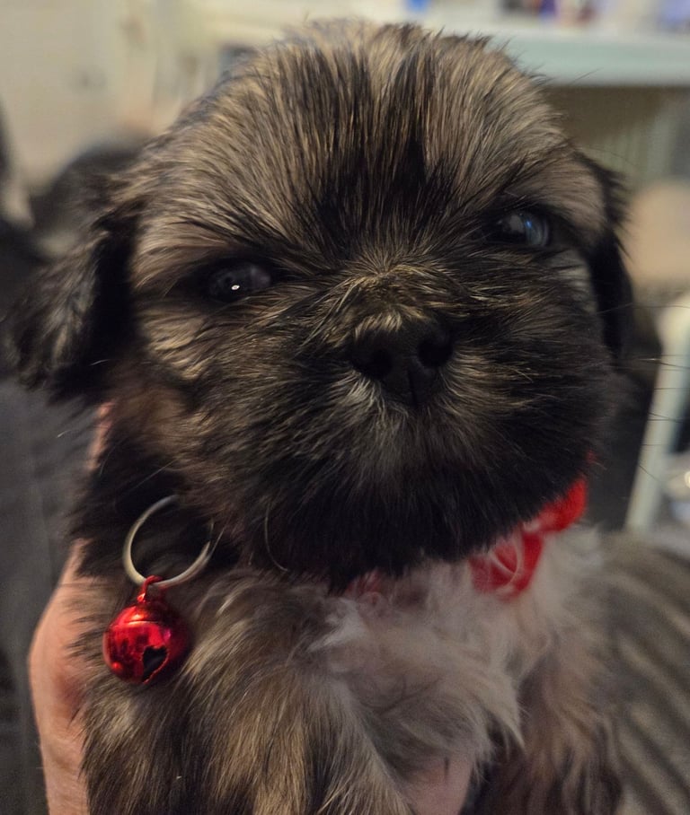 Shitz shu puppies