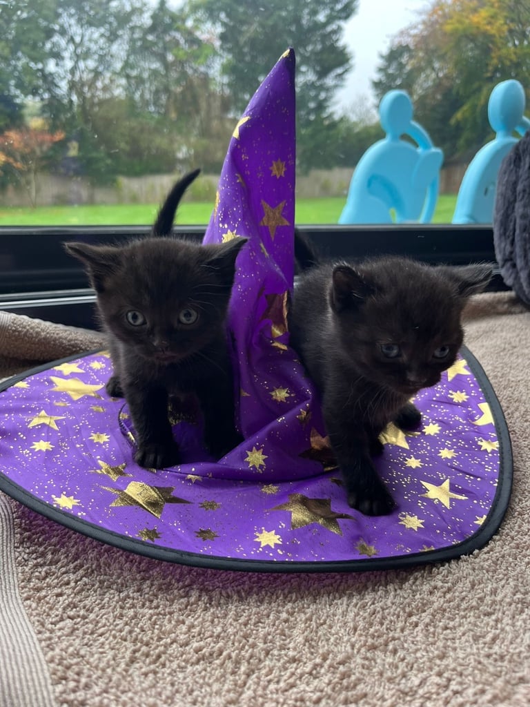 image for Pedigree mixed British Shorthair £250