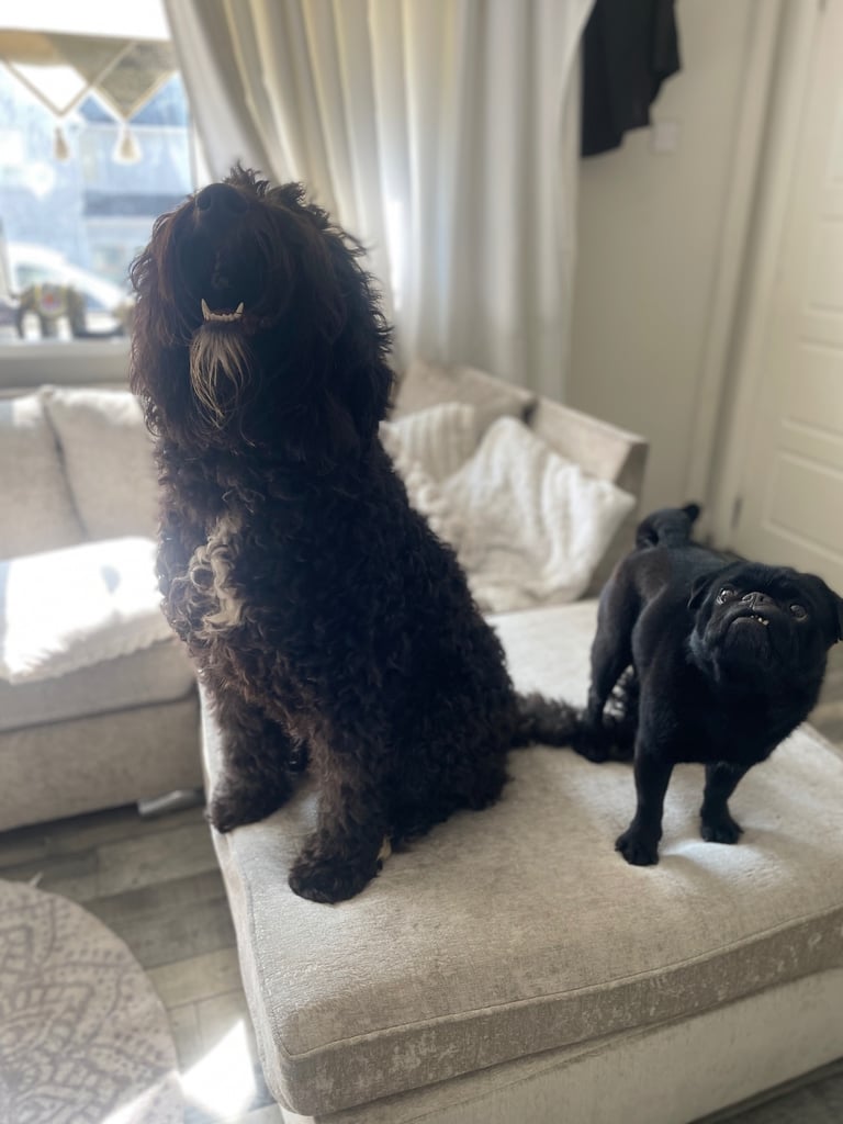 Dogs needing to be rehomed 