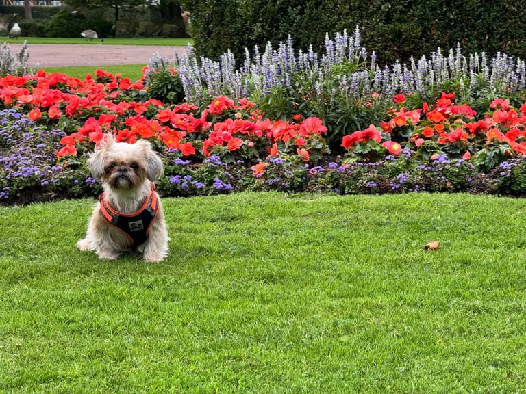 Adorable Shih Tzu Looking for a Loving Home