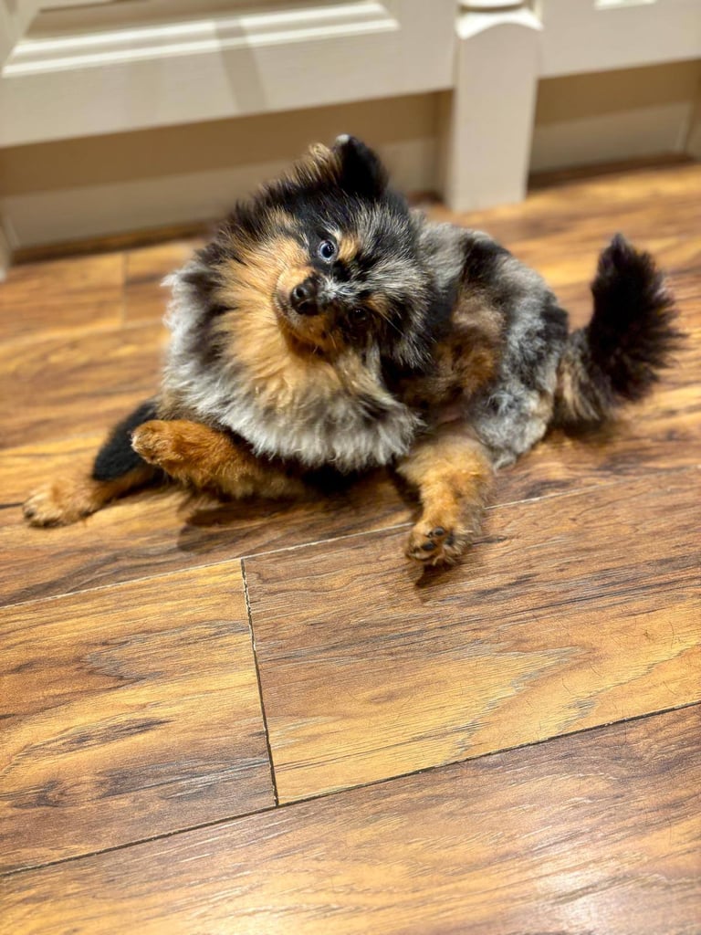 SUPER CUTE 8Mnth old Merle Pomeranian pup £1800