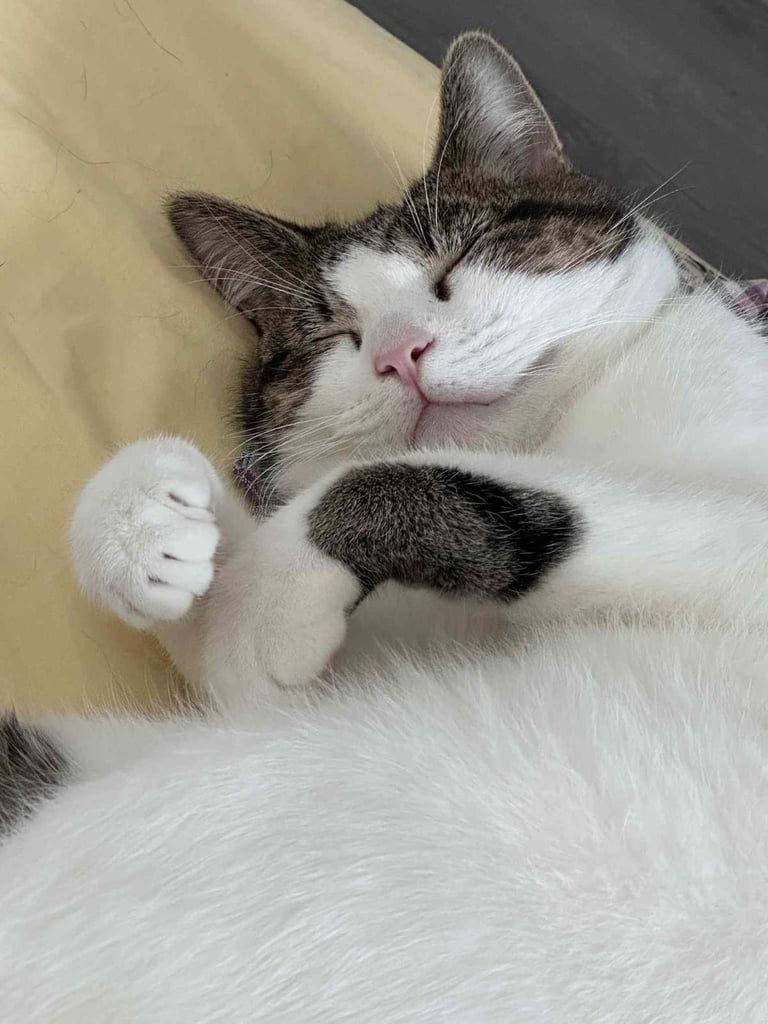 Male kitten ( Tabby)