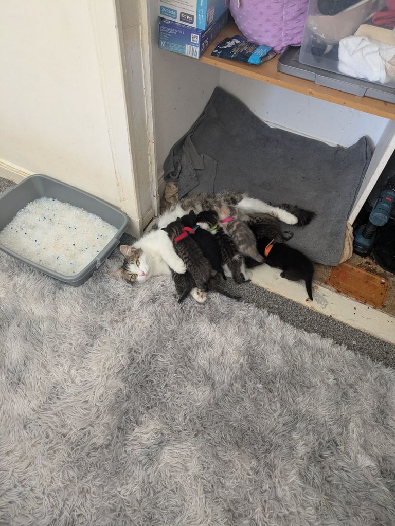 Kittens for sale 