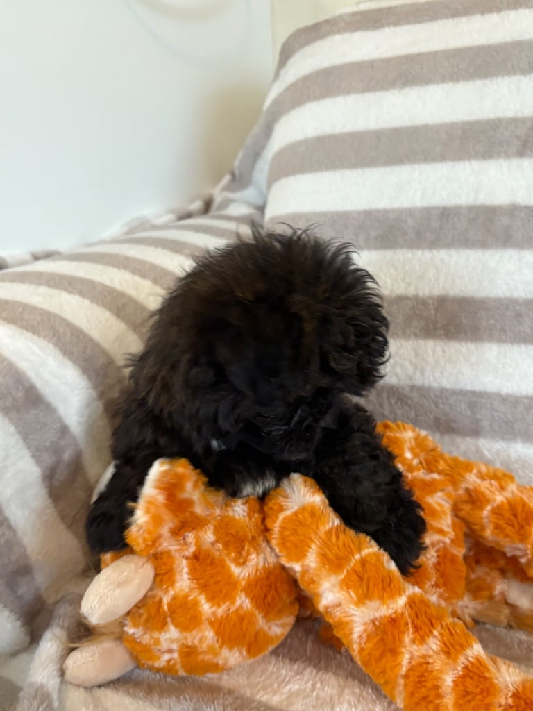 Shih Tzu x poodle 
