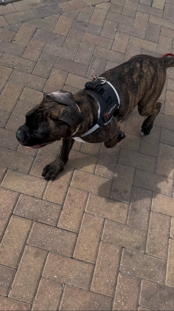 Presa Canario Puppy For Sale
