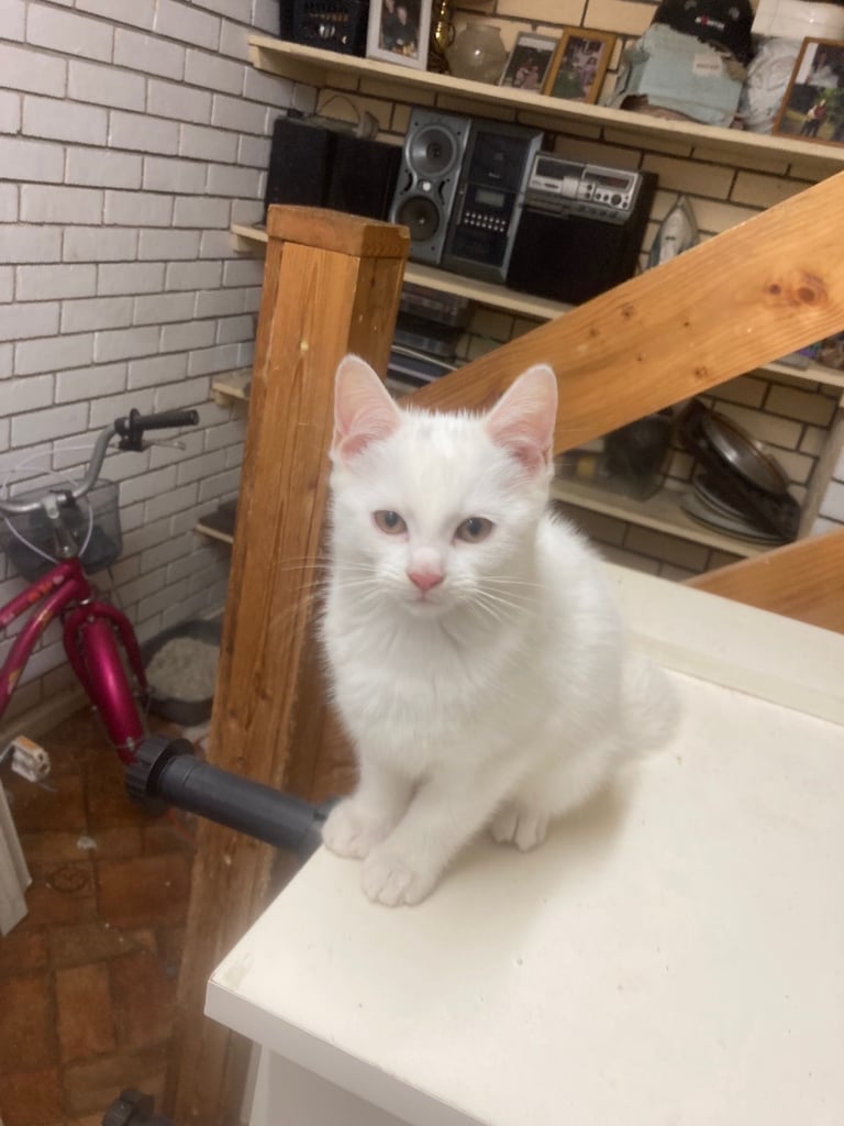 Kitten 